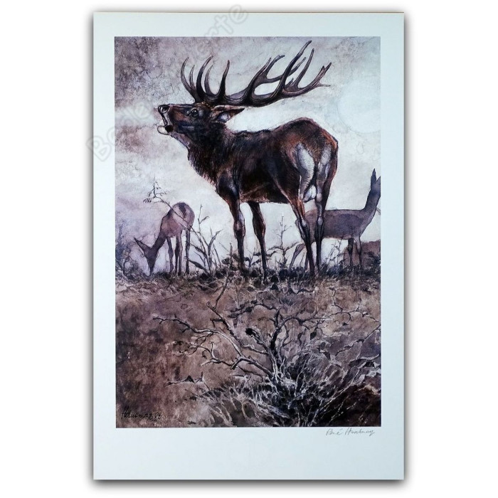 Hausman - Le brame du cerf signee